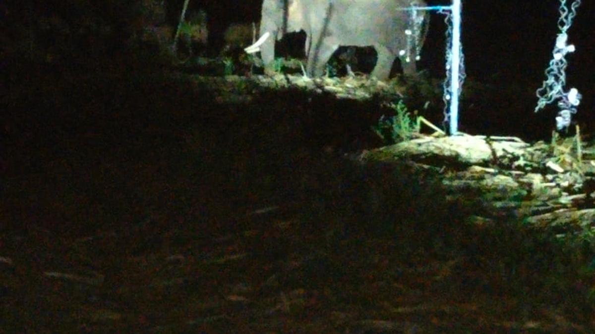 Wild elephant ‘Karuppan’ captured in Talavadi Hill