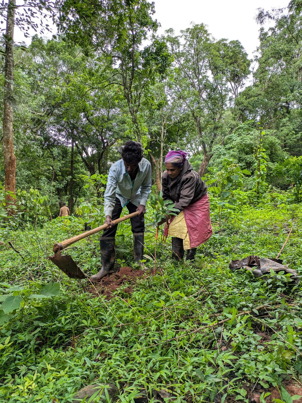 Planting trees as part of ecological restoration in a degraded forest in the Western Ghats, India. Planting trees as part of ecological restoration in a degraded forest in the Western Ghats, India.
