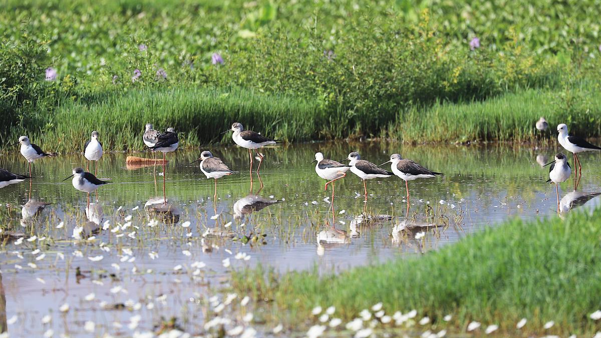Bird count shows a marginal decline in migratory waterfowls wintering in Punchakari-Vellayani