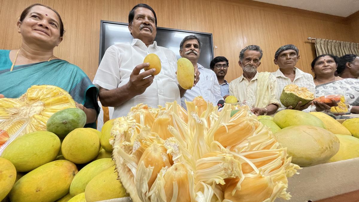 Mango and jackfruit mela comes back to Lalbagh after two years The Hindu