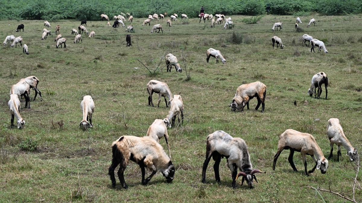 Hot weather forces sheep and goat rearers to migrate in search of green pastures