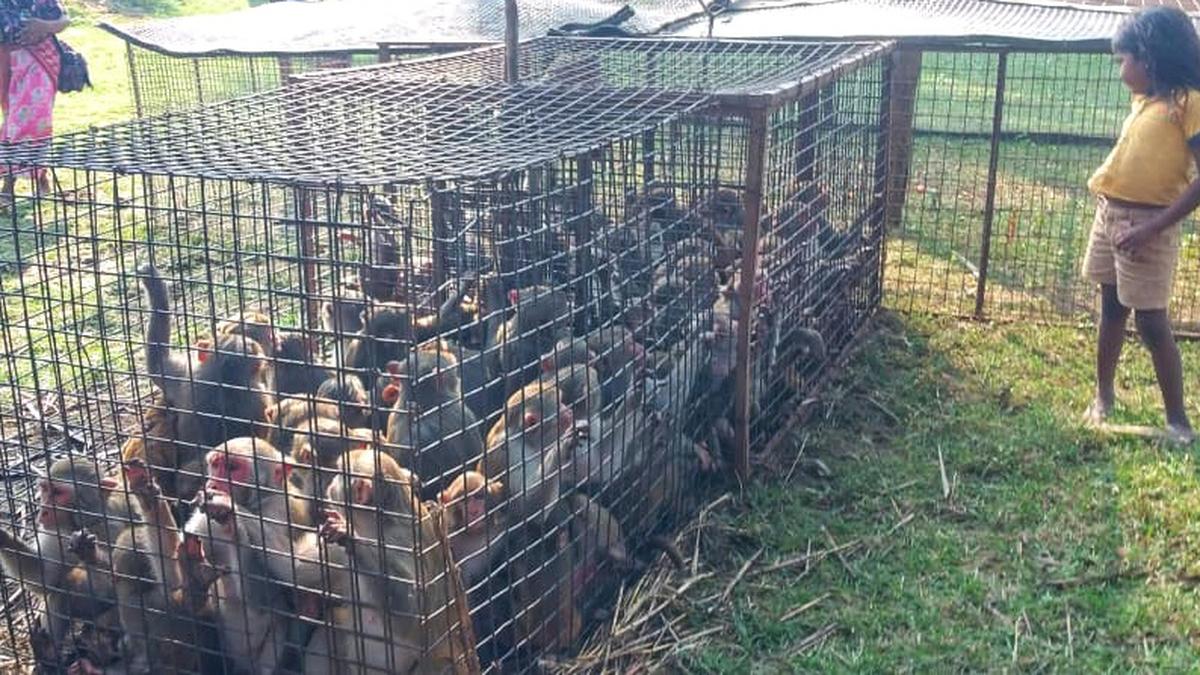 Villagers unite to tackle the monkey menace in Anakapalli district of Andhra Pradesh