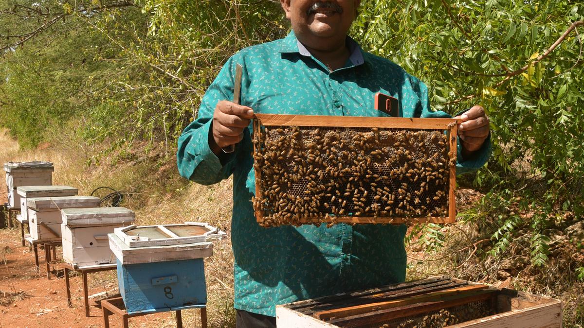 Moringa honey: How Italian bees are helping farmers in sweet enterprise