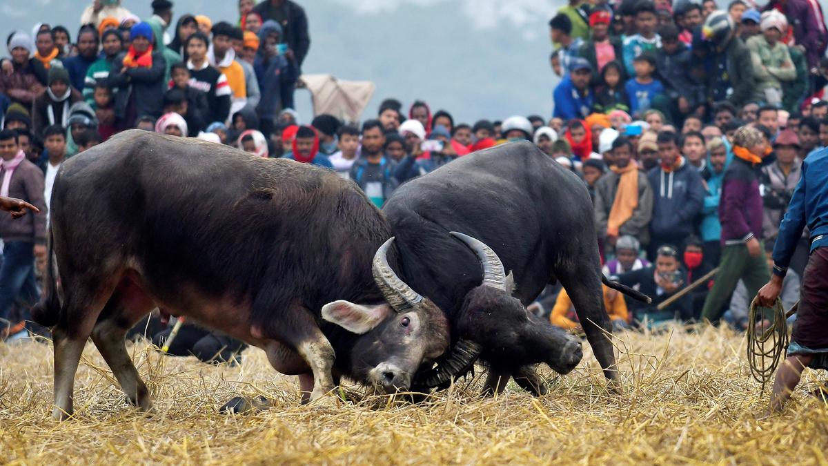 PETA slams passage of Assam law allowing festive buffalo fights