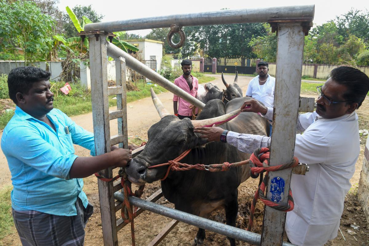 Various parameters of bulls, including height, breed, age and colour, have to be checked by veterinarians before they are allowed to participate in Jallikattu.