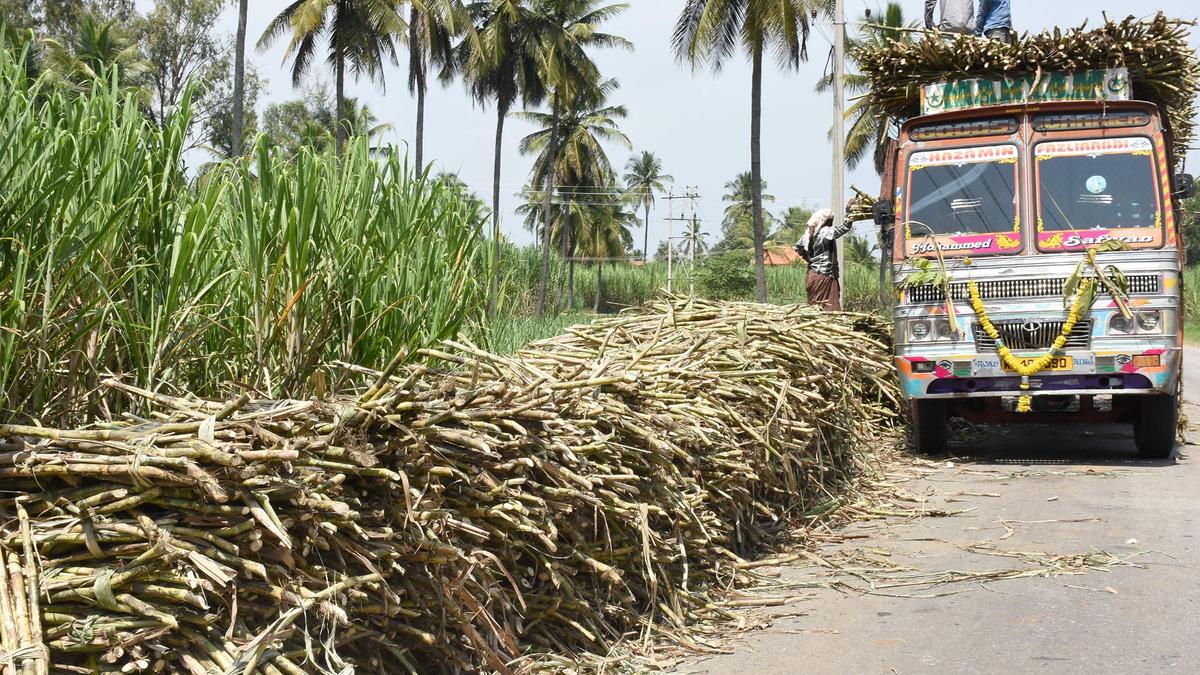 Farmers allege regional discrimination in sugarcane pricing in Karnataka