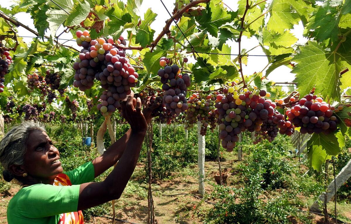 Tamil Nadu's Cumbum grapes gets Geographical Indication tag - The ...