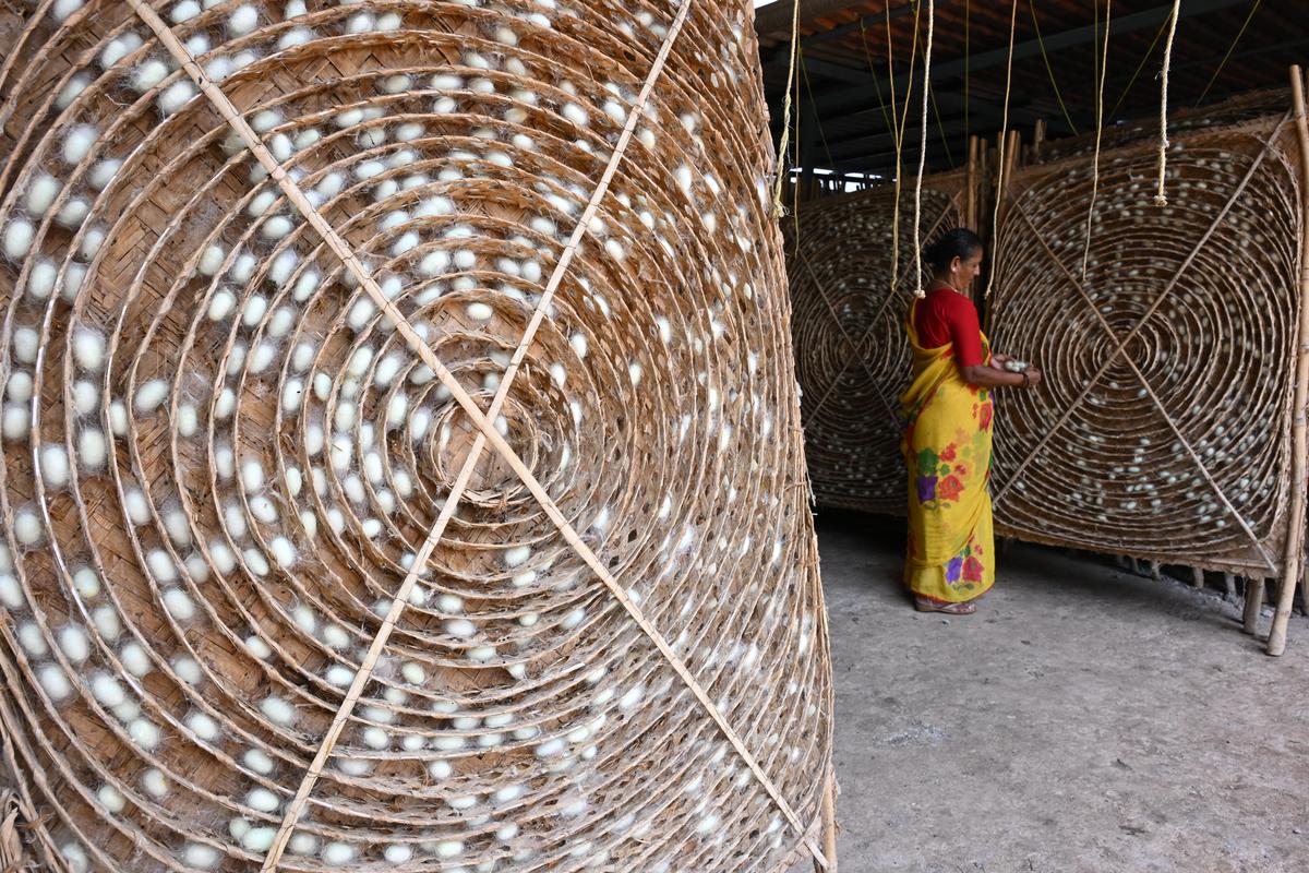 Farmers from Byramangala say that silk, coconut, and arecanut yields have remained consistent and that nearly 90% of the families are engaged in dairy farming, which serves as a stable source of income.