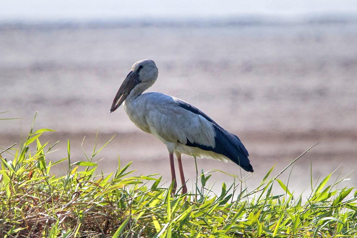 Asian Openbill.