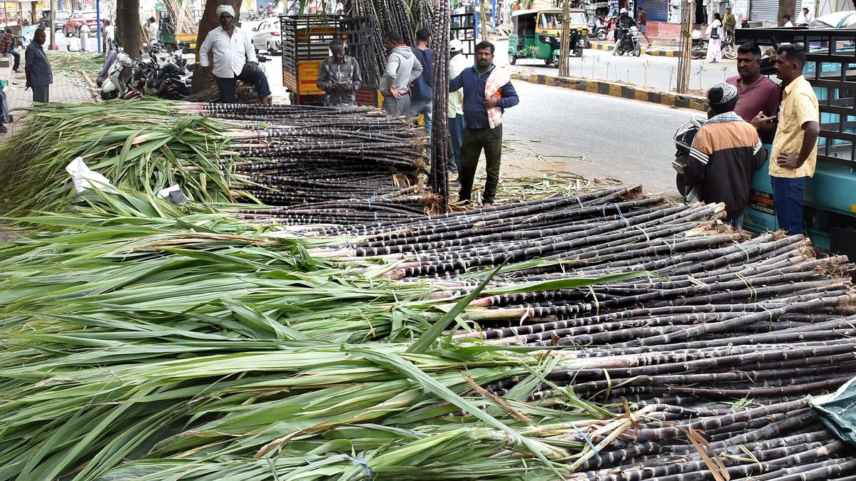 Farmers question ₹800 per tonne gap in sugarcane pricing between north and south Karnataka