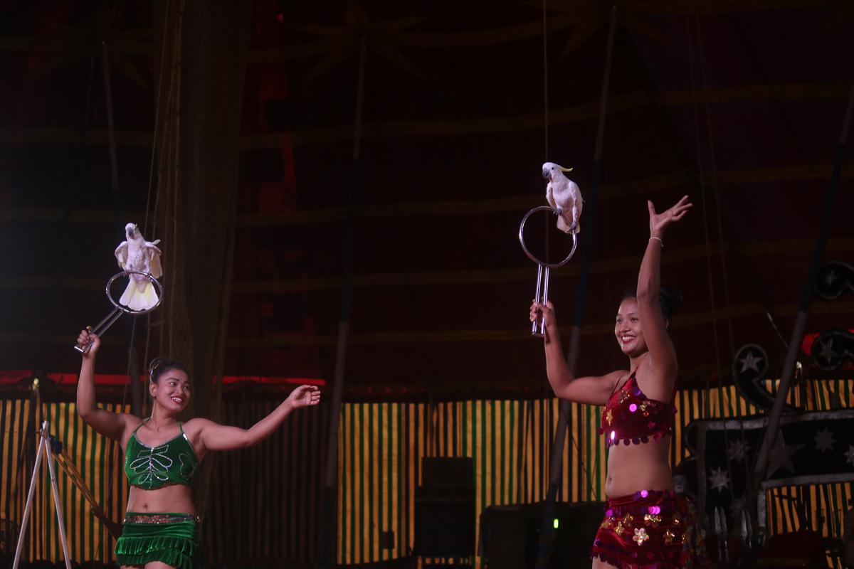 Great Bombay Circus has acts featuring birds