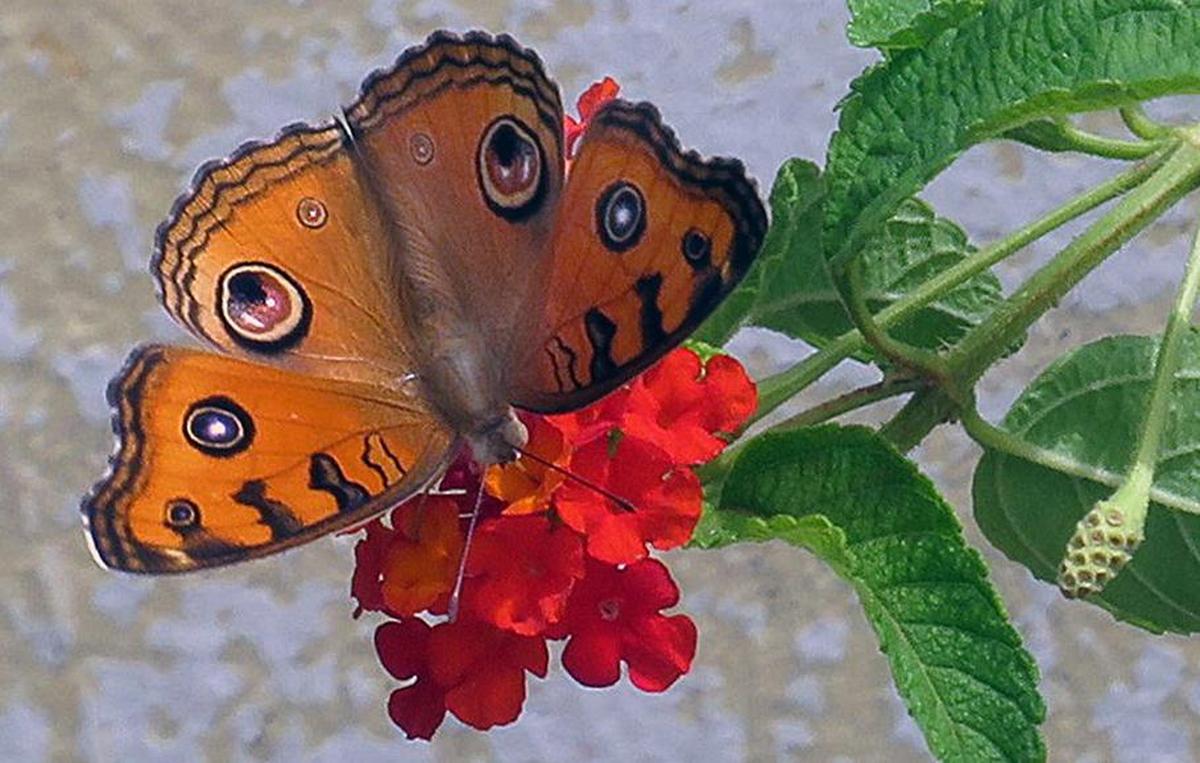 Peacock Pansy (Junonia almana).