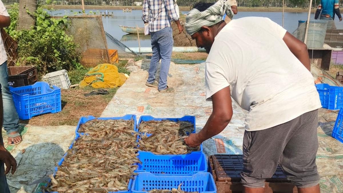 Temporary relief for Indian aqua farmers as Trump pauses 26% tariff