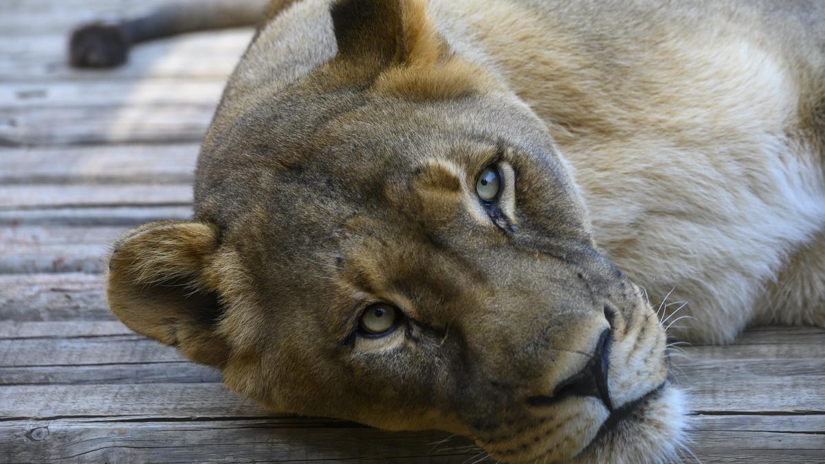 https://th-i.thgim.com/public/incoming/4cpor9/article68781900.ece/alternates/LANDSCAPE_1200/Sacramento_Zoo_Obit_34891.jpg