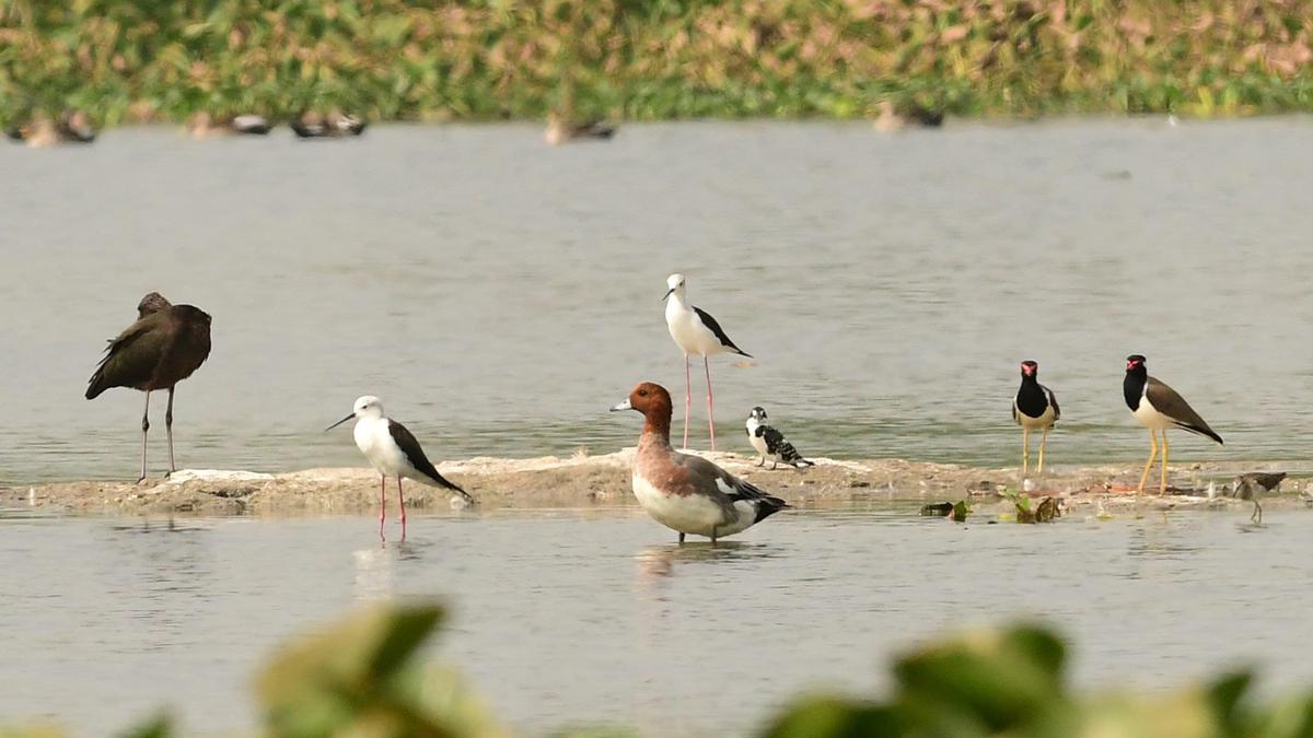 Rare migrant birds flocks at Tiruppur’s Nanjarayan Tank Bird Sanctuary