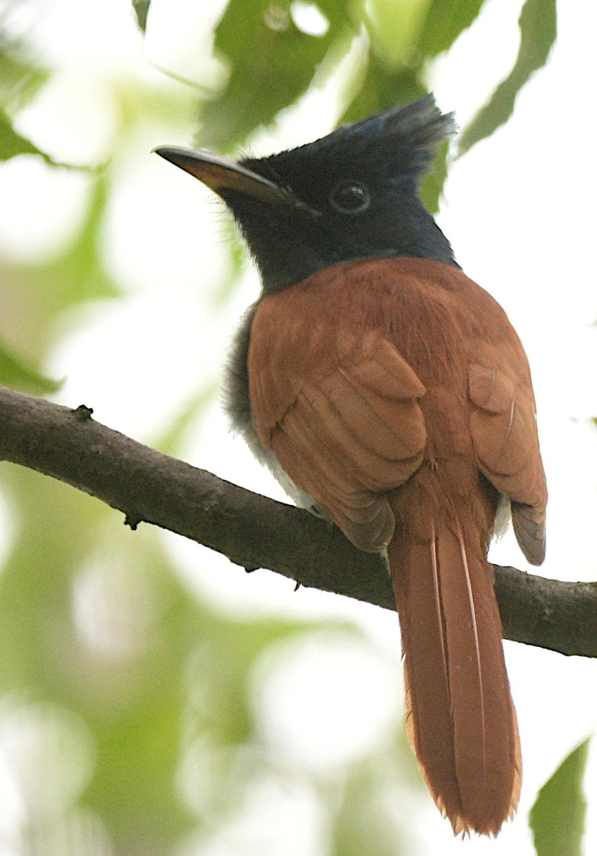 Indian Paradise Flycatcher spotted at Uyyakondan Canal in Tiruchi.