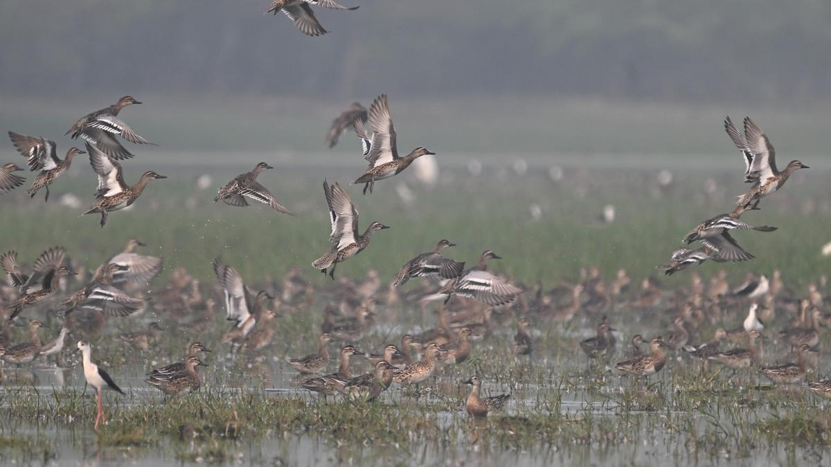 Bird census at Kolleru spots thriving migratory populations