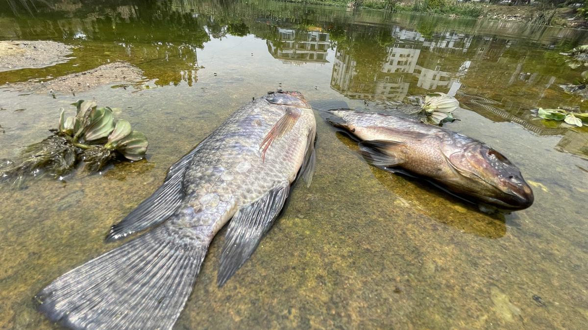 Sewage enters Kothnur lake in south Bengaluru, causes death of fish