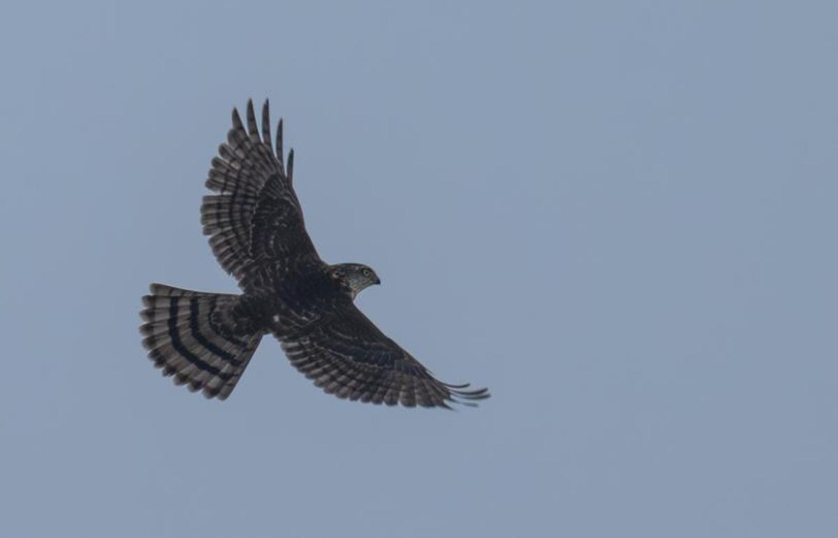 A Japanese sparrowhawk sighted and photographed by Madras Naturalists Society member Ramanan R.V. at Adyar Estuary on November 7, 2025. A Japanese sparrowhawk sighted and photographed by Madras Naturalists Society member Ramanan R.V. at Adyar Estuary on November 7, 2025.
