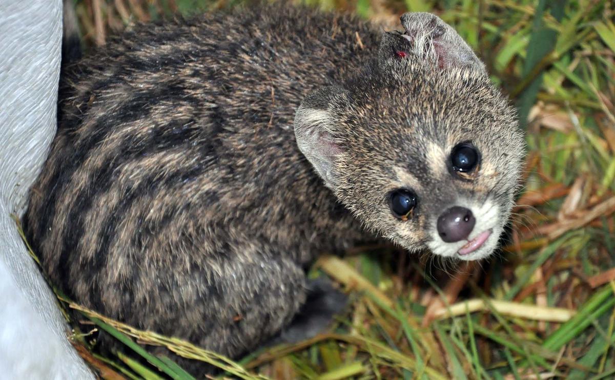 Civet problem forces Kerala High Court to adjourn for the day - The Hindu