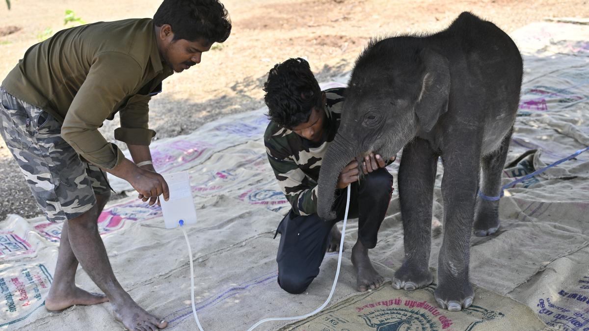 Watch: This is how abandoned elephant calves receive care at Theppakadu camp