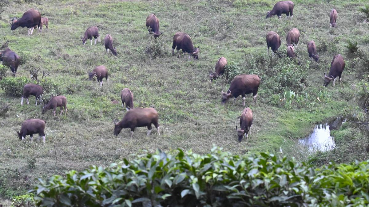 Swamps sans invasive plants in Valparai remain source of water, fodder for animals in summer