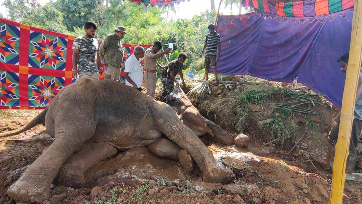 Wild elephant falls sick in farm near Coimbatore, treatment begins