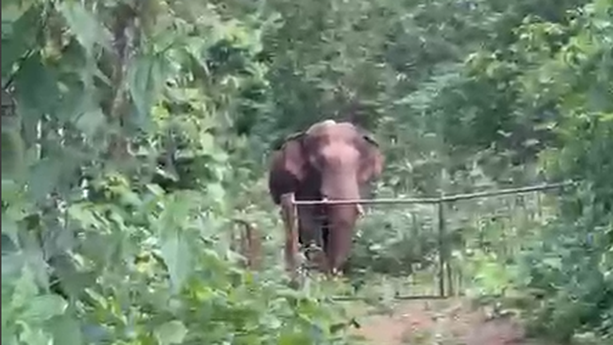 Lone tusker with radio collar spotted roaming in Tirthahalli villages