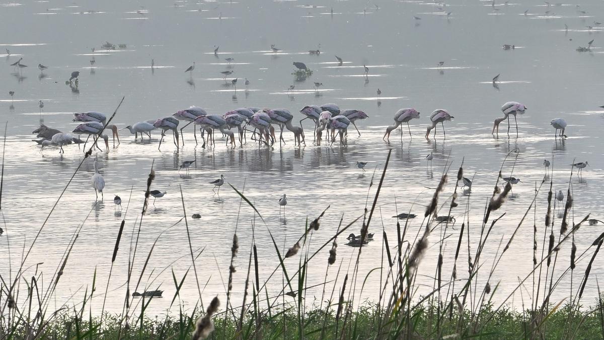 Tamil Nadu to conduct annual synchronised bird survey in 2 phases