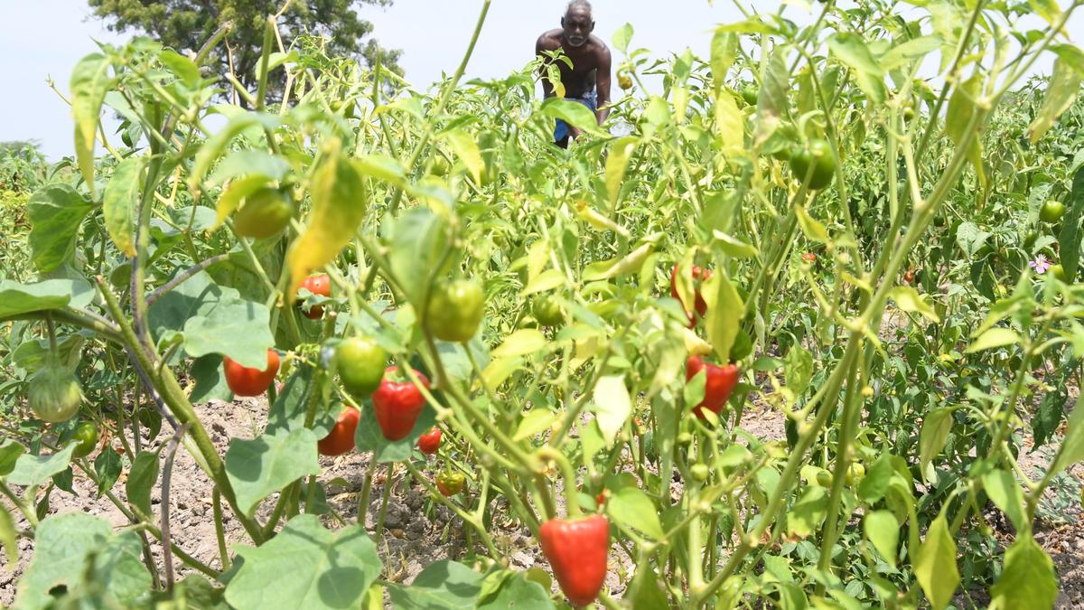 ‘Ramanathapuram ‘mundu chilli’ farmers must tap warehouse facilities to get right price’