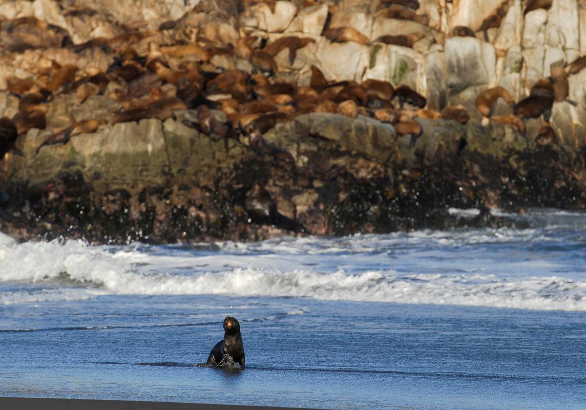Lobo marino enfermizo es el primer caso de gripe aviar en Chile en un mamífero marino