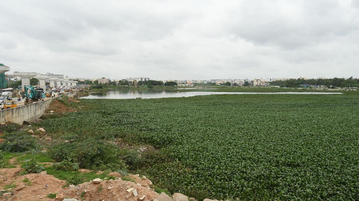 Nalla Cheruvu, a haven for weed growth