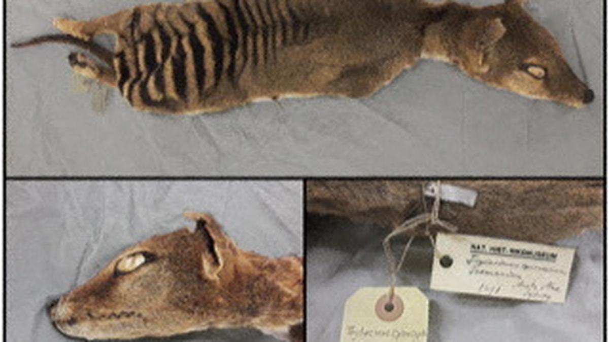 In a first, RNA is recovered from extinct Tasmanian tiger