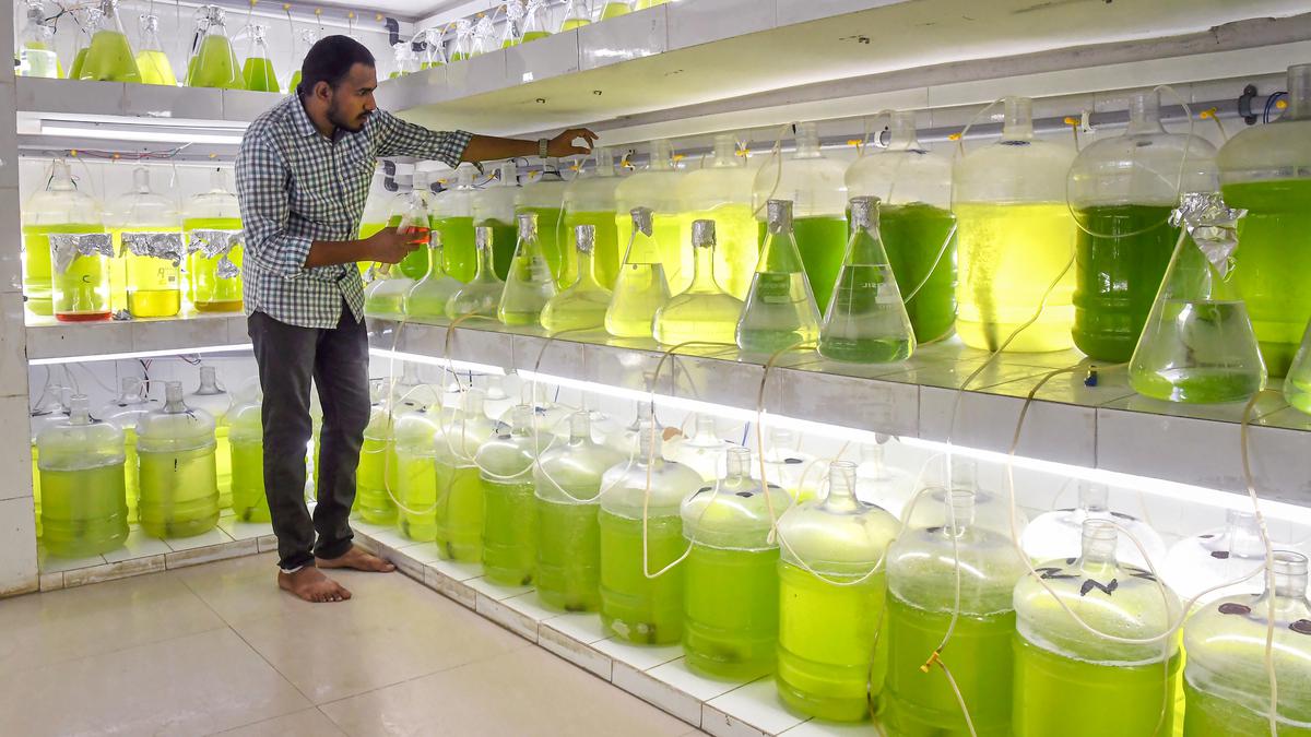 CMFRI takes up captive breeding, seed production of Indian Pompano, two other species at its mariculture lab in Visakhapatnam