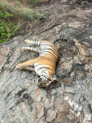Three key accused arrested in M.M. Hills tiger killing case - The Hindu