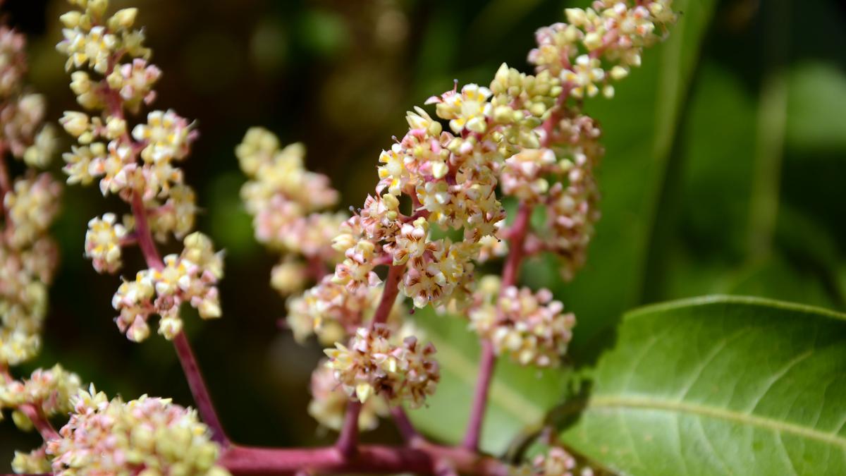 Pollen in pee: fossilised urine from a small African mammal helps us understand past environments
Premium