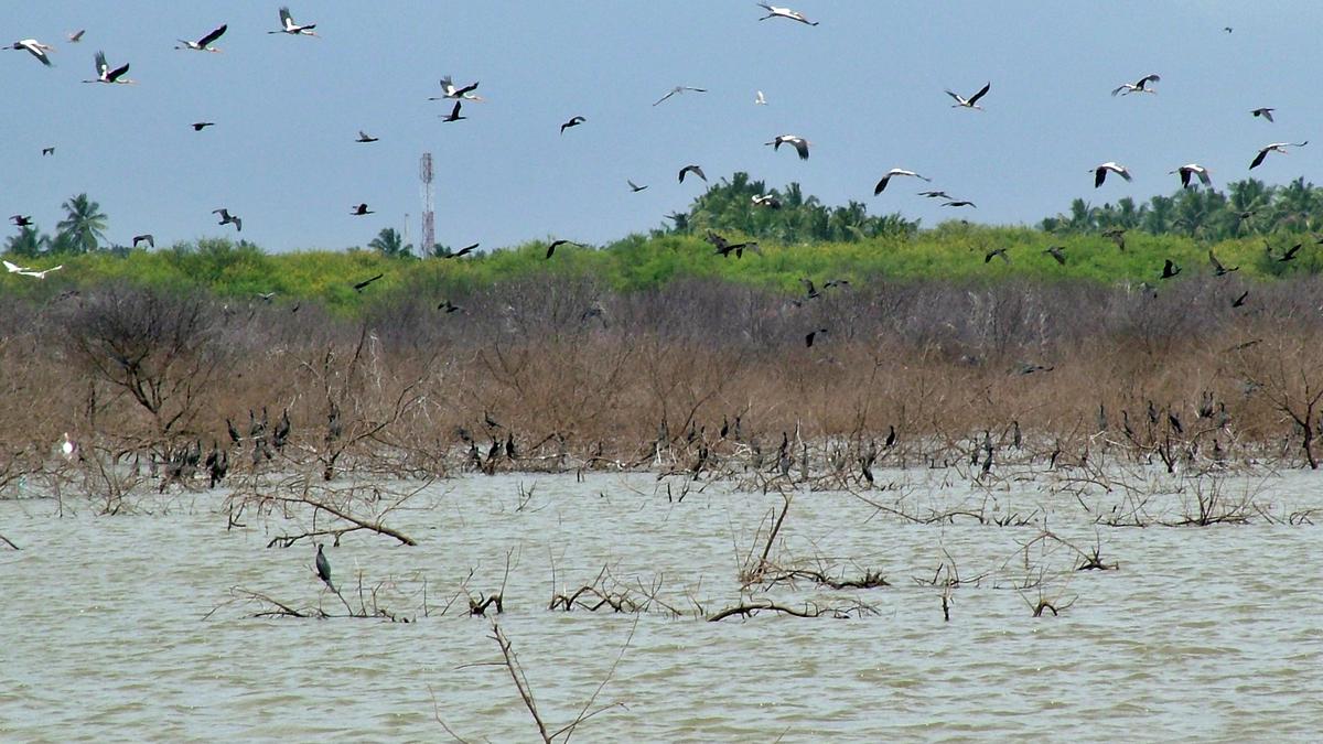 Coimbatore | ‘Revive waterbodies and leave them alone’