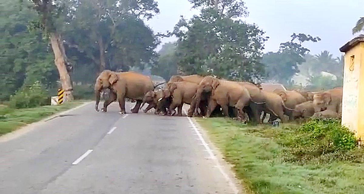 A herd of wild elephants seen crossing an inter-state highway on the Chittoor-Karnataka border. File.