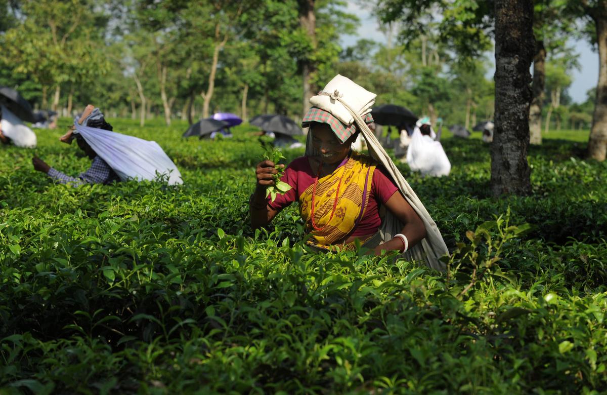 Explained | Why is the Darjeeling tea industry in crisis?
Premium
