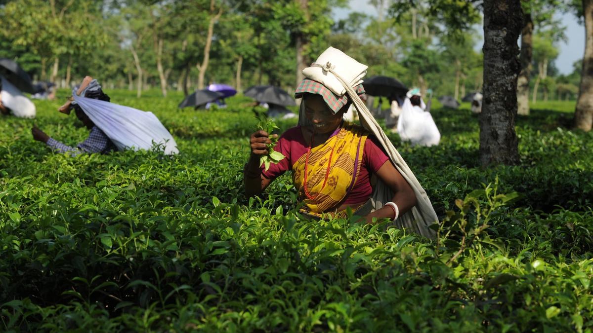 Explained | Why is the Darjeeling tea industry in crisis?