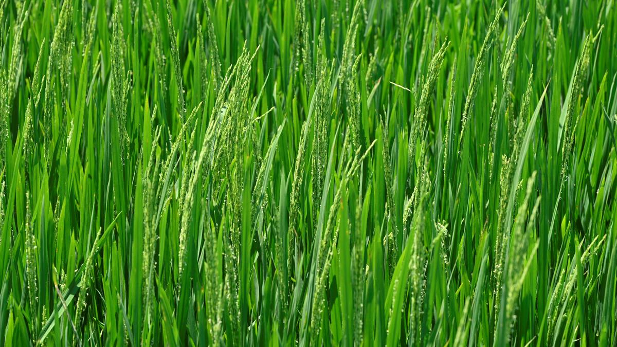Tamil Nadu posts marginally higher coverage of foodgrains in 2024-25 over 2023-24