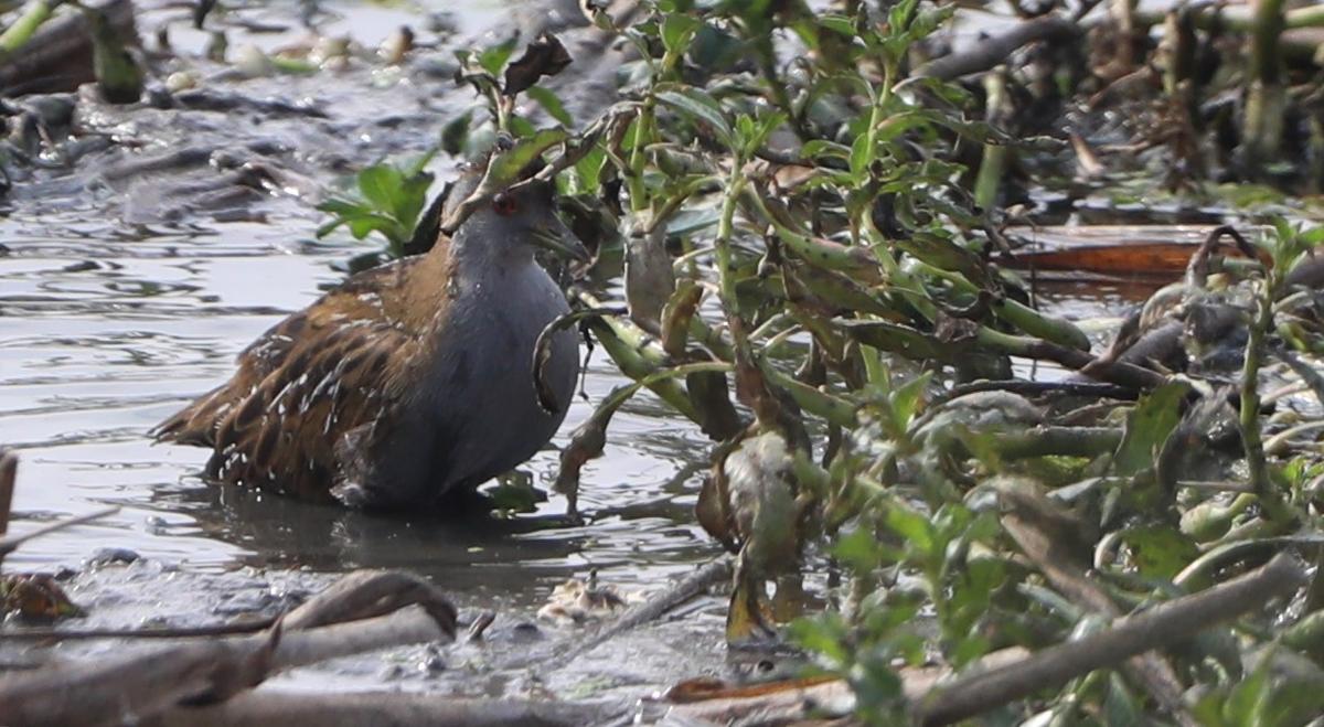 A Baillon’s crake cleansing itself at Perumbakkam wetland on February 12, 2025.