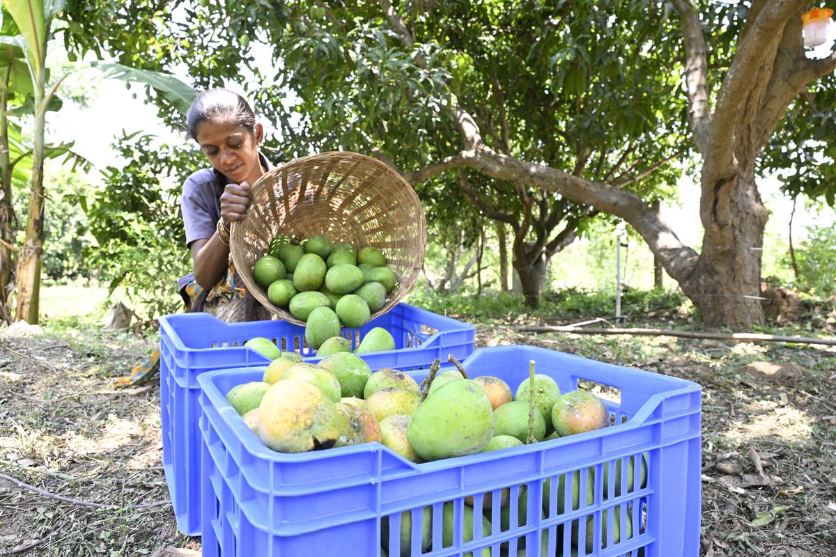 Now that peak mango season has arrived, farm hands are busy plucking mangoes that will be shipped across Tamil Nadu.  