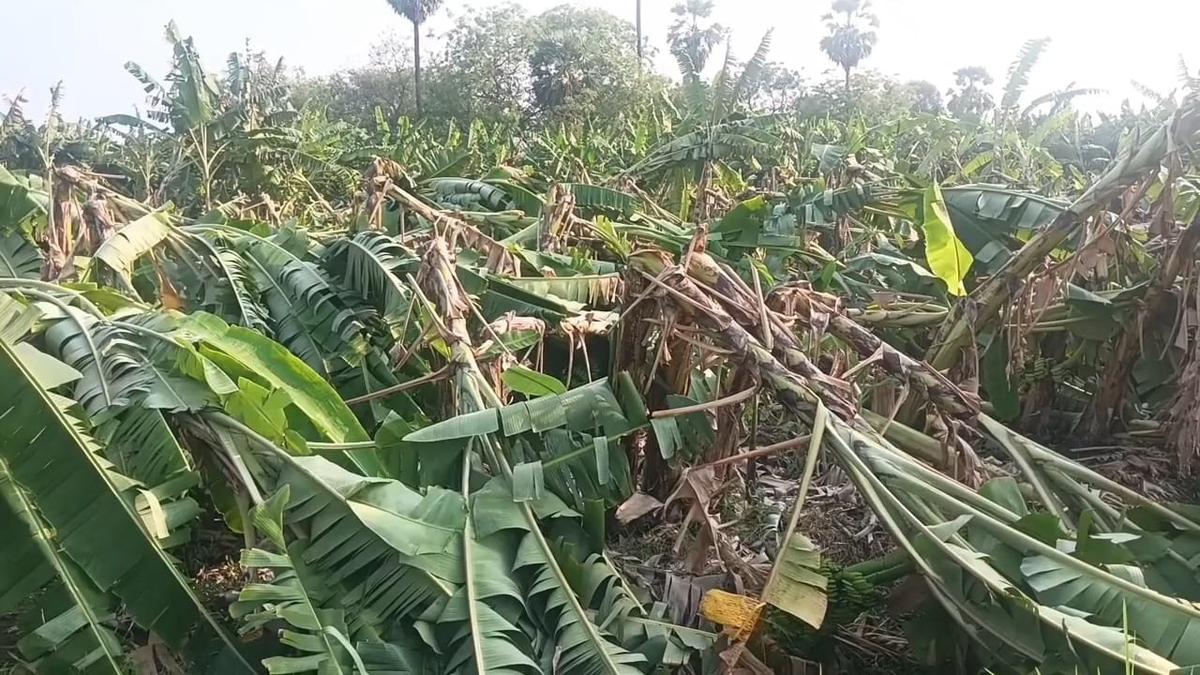 Gale and heavy rain uproot over 1,000 banana plantations at Srivaikuntam
