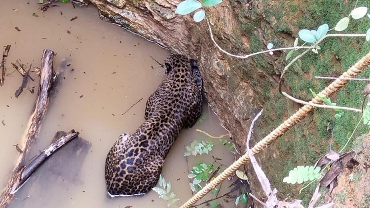 Forest Department personnel saves leopard in Kundapur
