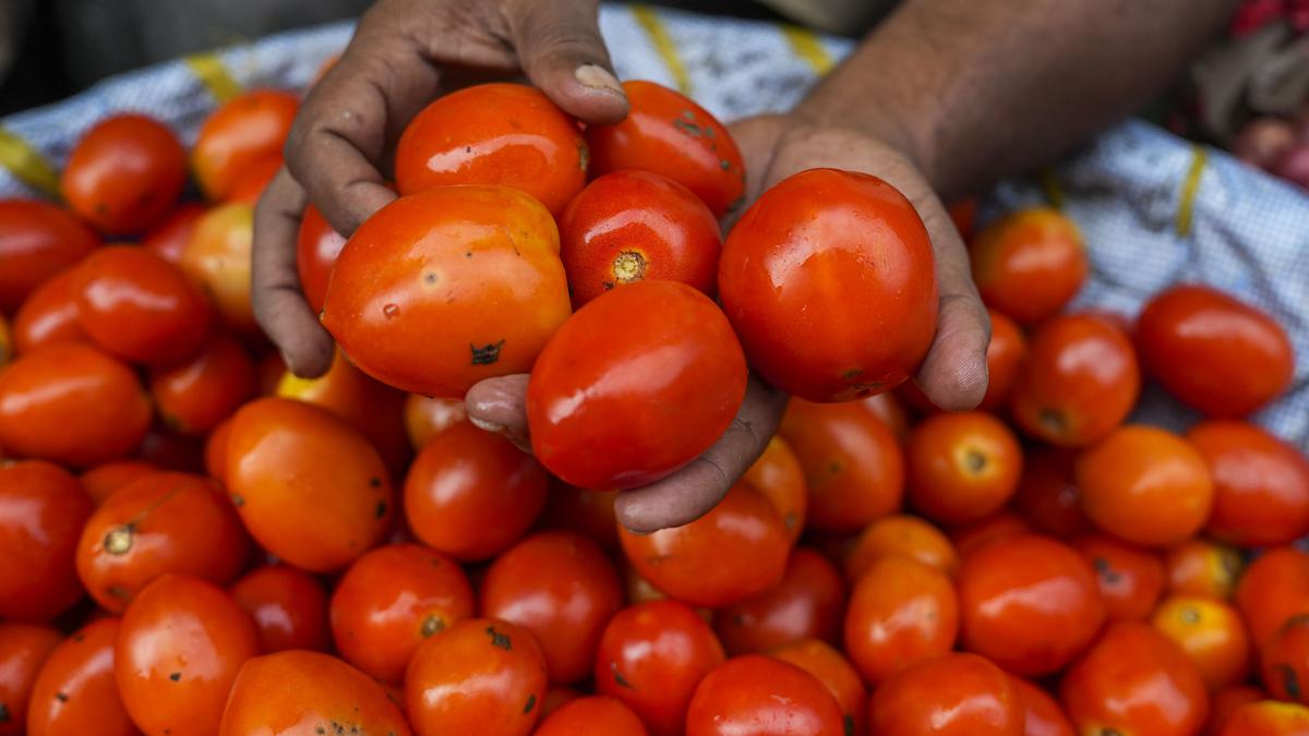 Tomato prices soar across country due to dip in supply, cost ₹80-100 per kg