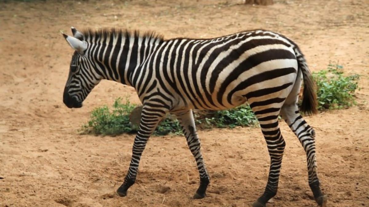 71st Wildlife Week to be celebrated in Karnataka from October 2–8