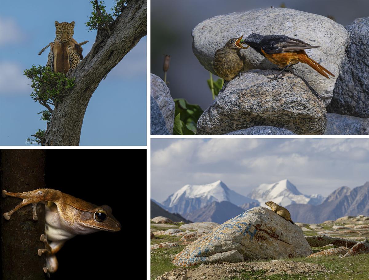 Photos of wildlife captured by Koushik Chattopadhyay