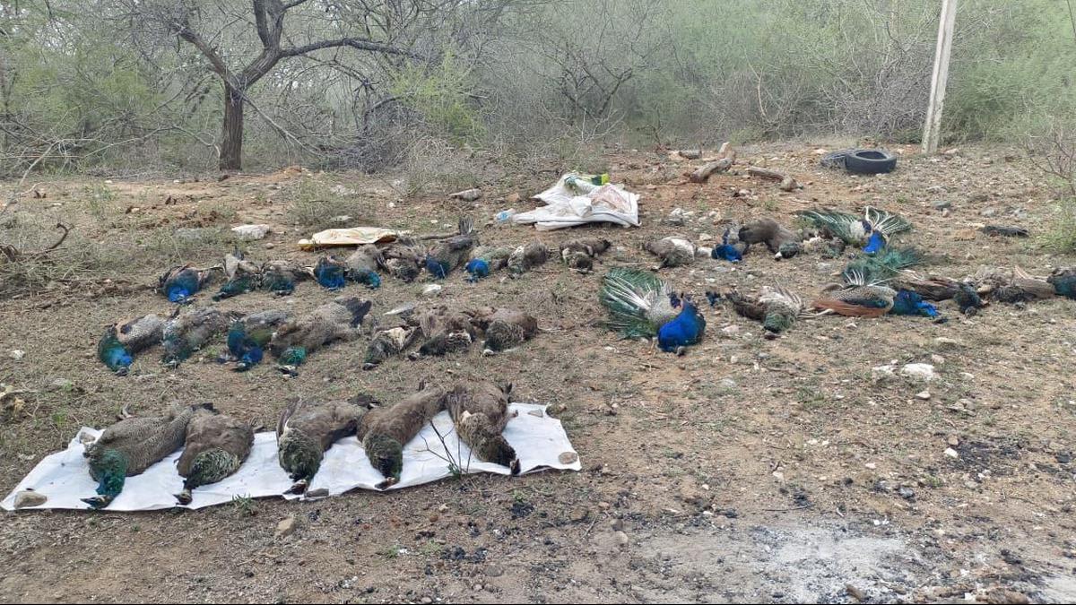 Poisoning suspected as 33 peafowls found dead in farms near Coimbatore
