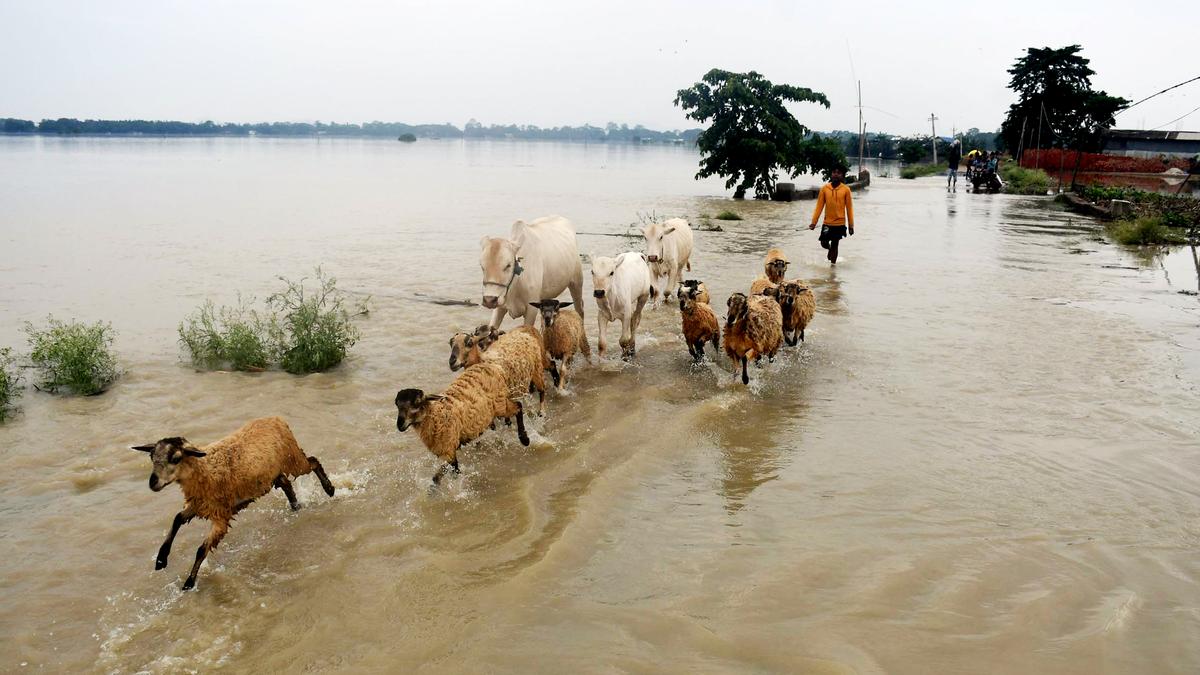 Assam flood situation remains bleak, over 5.6 lakh affected